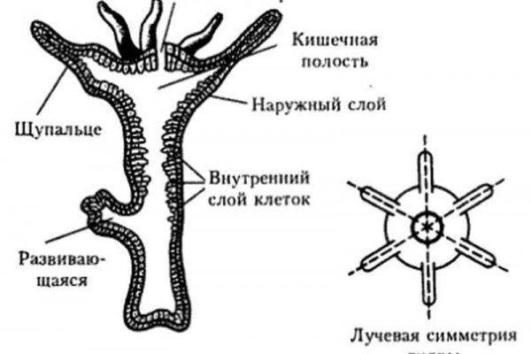 Мега площадка вход